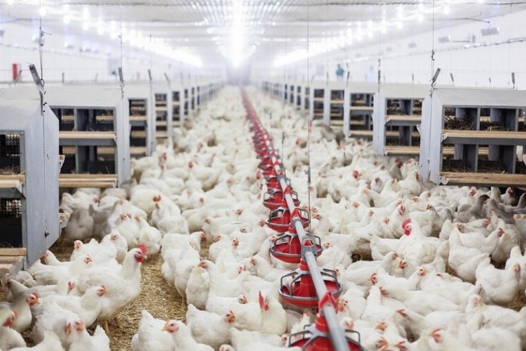 Tavuk Yumurtası Üretiminde Artış, Tavuk-Hindi Eti Üretiminde Düşüş Gözlemleniyor