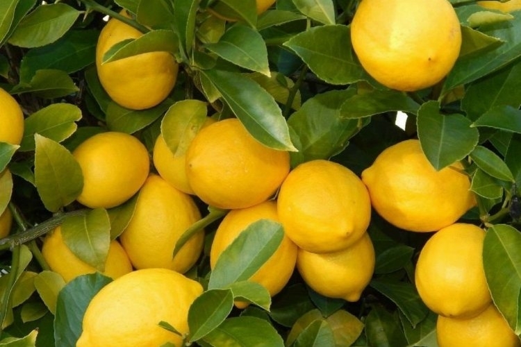 Limonda Üretici ile Market Arasındaki Fiyat Farkı: 3,5 Liralık Limon 17 Liraya Satıldı