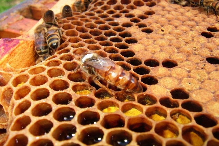 Arı Ürünlerine Düzenleme Yapıldı