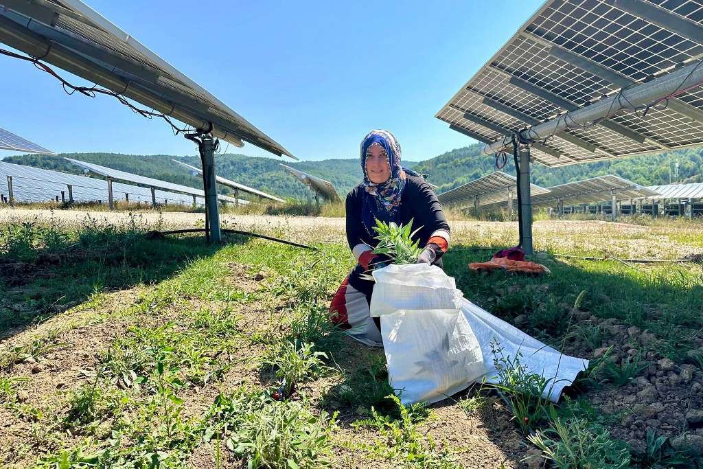 LADİK GES'TE AGRİVOLTAİK TARIMDA HASAT ZAMANI