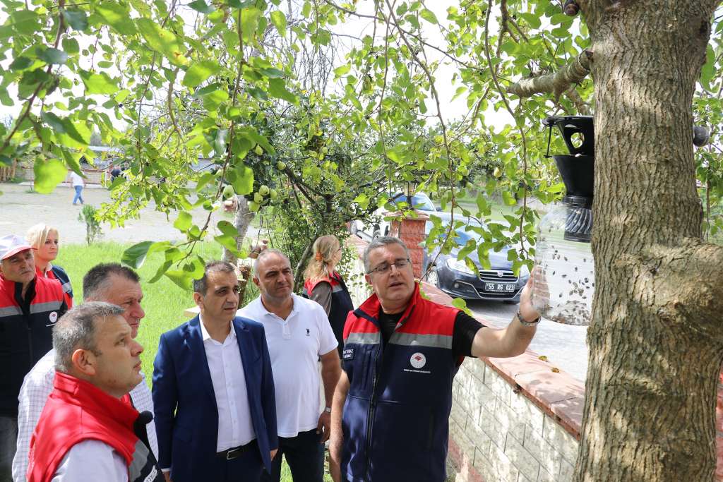 Samsun’da Kahverengi Kokarcaya Karşı Mücadele Sürüyor