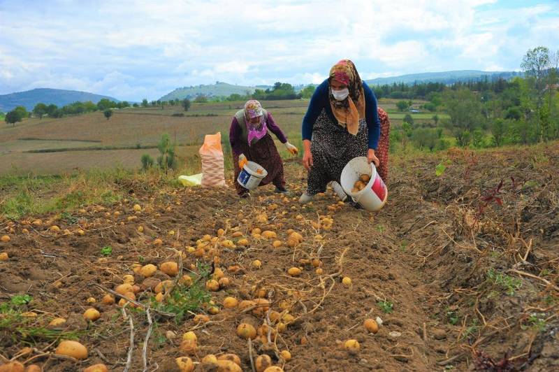 Samsun'da tarıma rekor destek